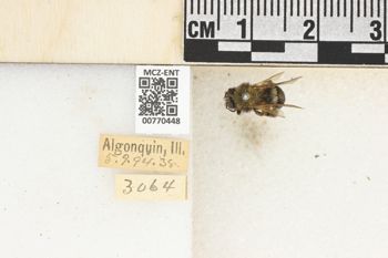 Media type: image;   Entomology 770448 Aspect: Labels